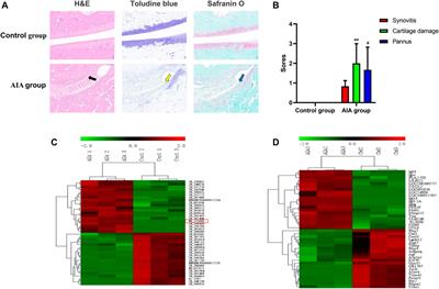 Long Non-Coding RNA NR-133666 Promotes the Proliferation and Migration of Fibroblast-Like Synoviocytes Through Regulating the miR-133c/MAPK1 Axis